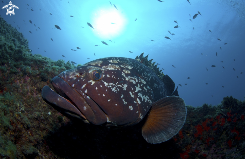 A Risultati di ricerca Epinephelus marginatus | Cernia Bruna