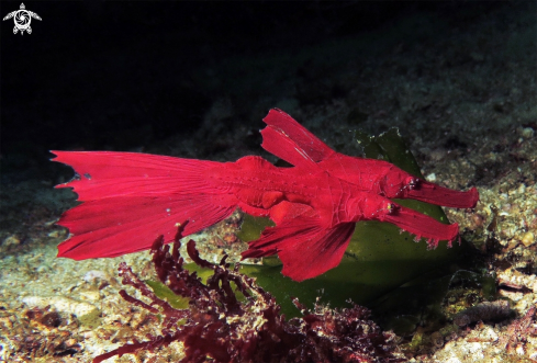 A Solenostomus cyanopterus | Robust ghost pipefish