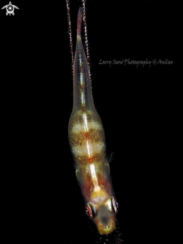 A Whip coral goby