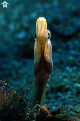 A Yellowface Pikeblenny