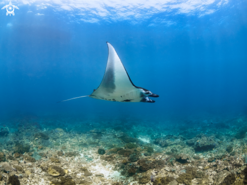 A Manta alfredi | Manta Ray