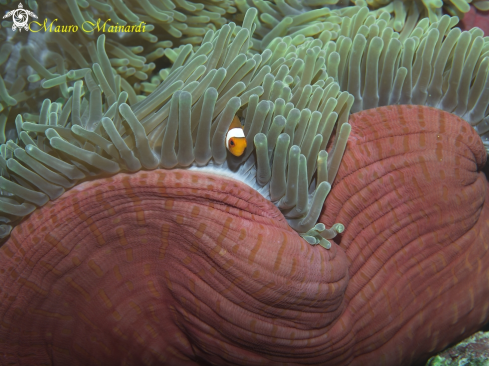 A Anemone and clownfish