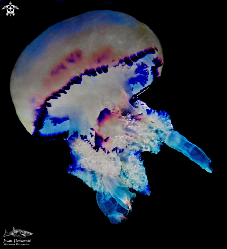A Rhizostoma pulmo | Morska meduza.