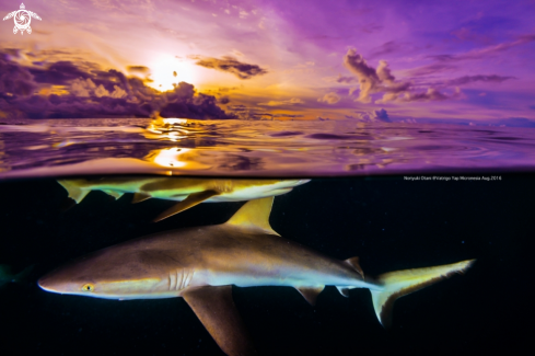 reef shark