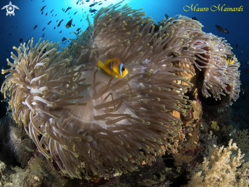 A Clownfish, anemone and company