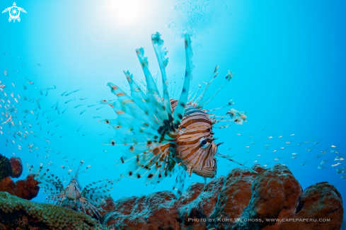 A Lion Fish