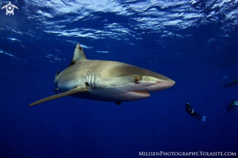 A Galapagos shark