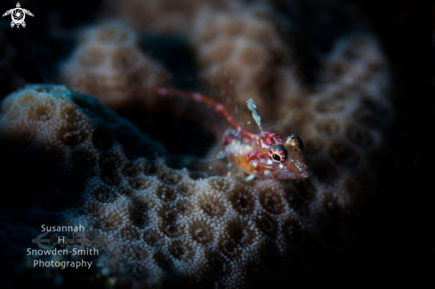 A Emblemariopsis carib  | Glass blenny