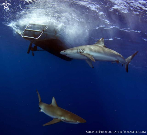 A Galapagos shark