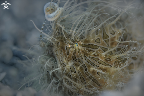 A Hairy Frogfish