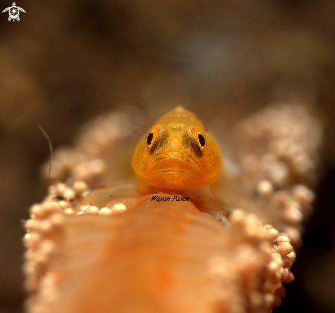 A Goby