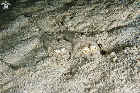 A underwater creature