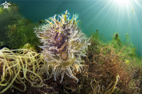 A Bursatella leachii | Lepre di mare irsuta