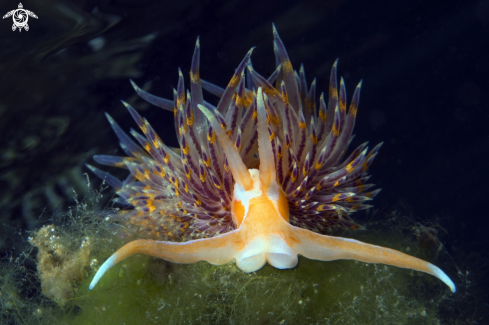 A nudibranco