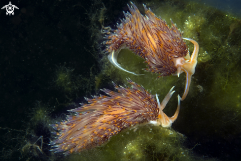 A nudibranco