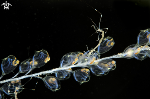 A Skeleton shrimps