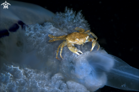 A Rhizostoma pulmo | jellyfish and crab
