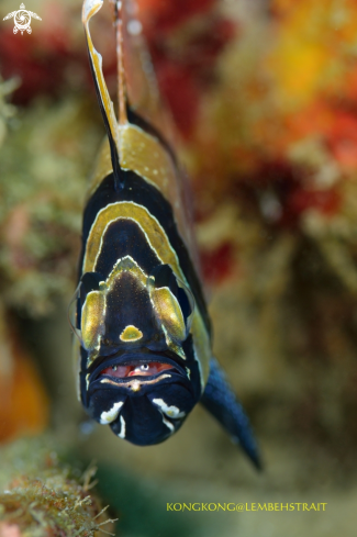 A Cardinal fish with babies