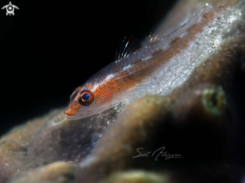 A goby with eggs