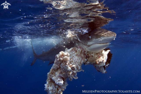 A Tiger shark