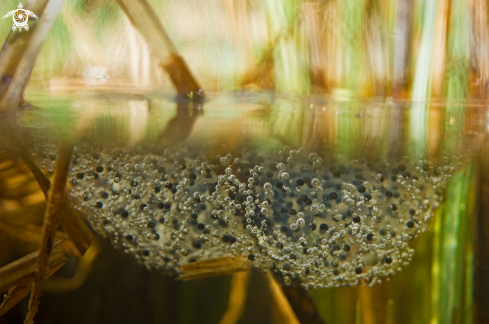 A frog spawn