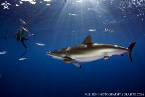 A Carcharhinus falciformis | Silky shark