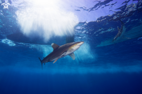 A Hammerhead Shark/Longimanus 