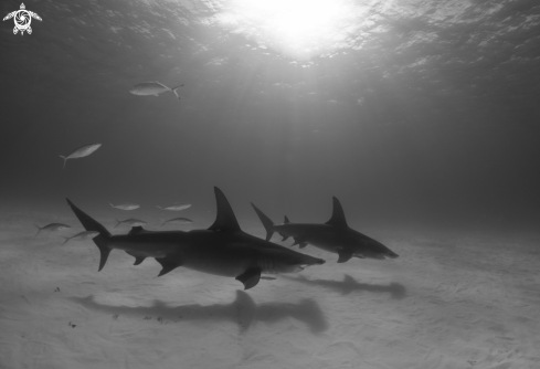 A Hammerhead Shark/Longimanus