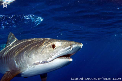 A Tiger shark