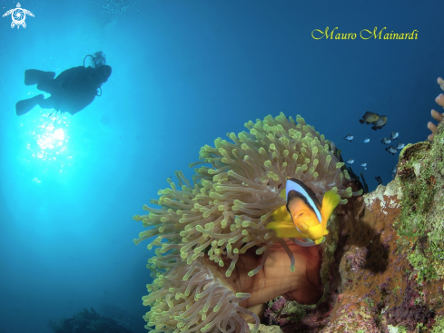 A Clownfish, anemone and company