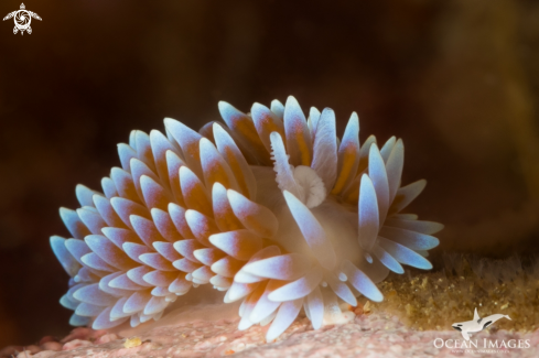 A Silvertip Nudibranch