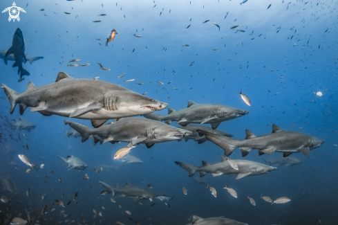 Sand Tiger Shark