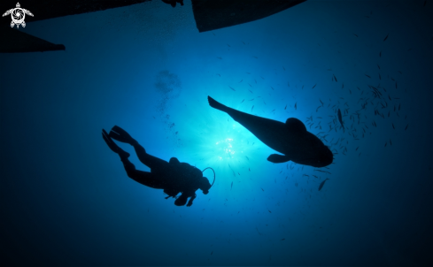 A Goliath Grouper