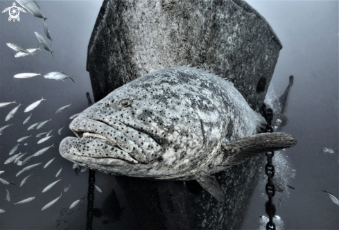 A Goliath Grouper