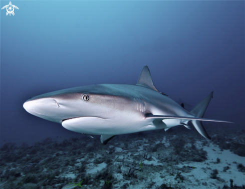 A Reef Shark