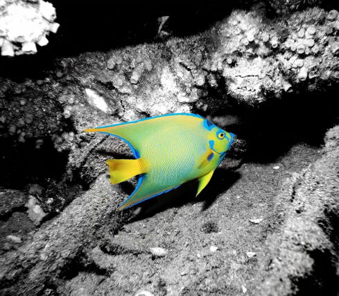 A Queen Angelfish