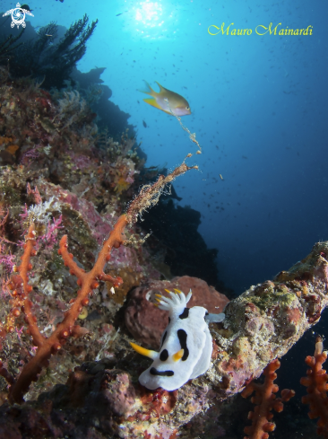 A Nudibranch