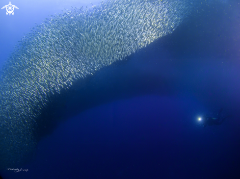 A Sardine Fish 