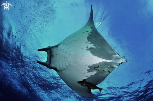 A Mobula