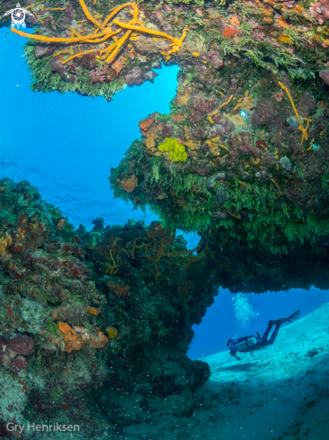 A Reefcave and diver