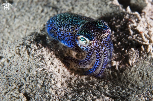 A bobtail squid