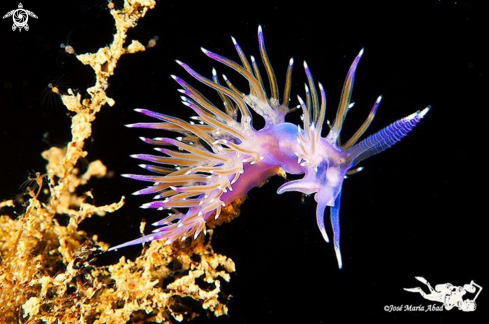 A Flabellina affinis | Flabelina