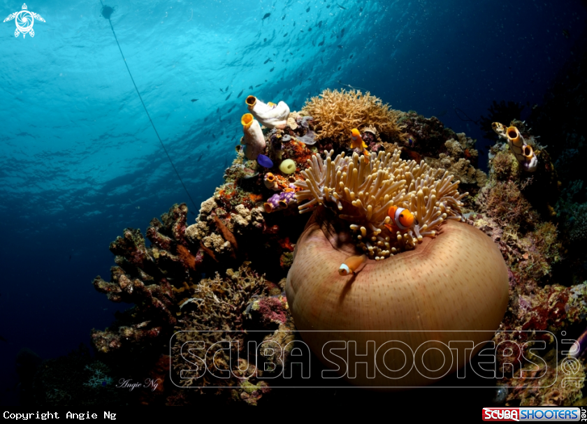 A Eastern clown anemonefish
