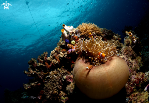 A Eastern clown anemonefish