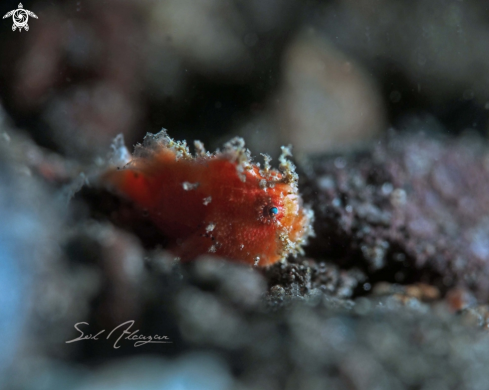 A juvenile frogfish