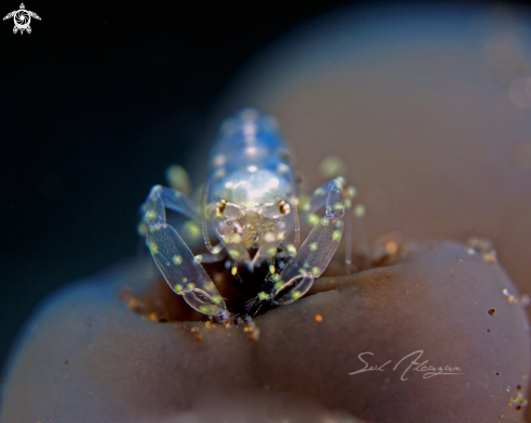 A tunicate shrimp 