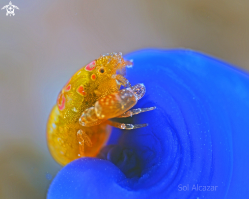 A tunicate shrimp 