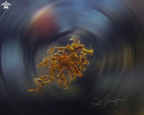 A Leafy Seadragon