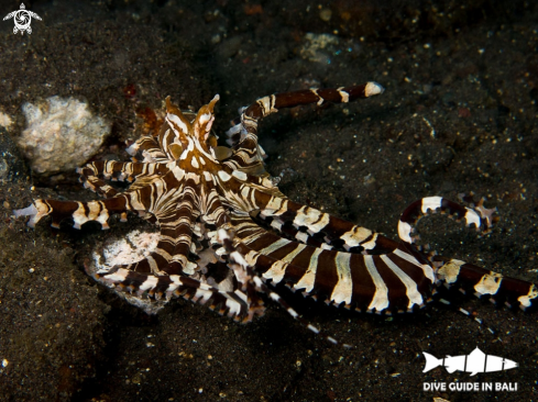 A Mimic Octopus