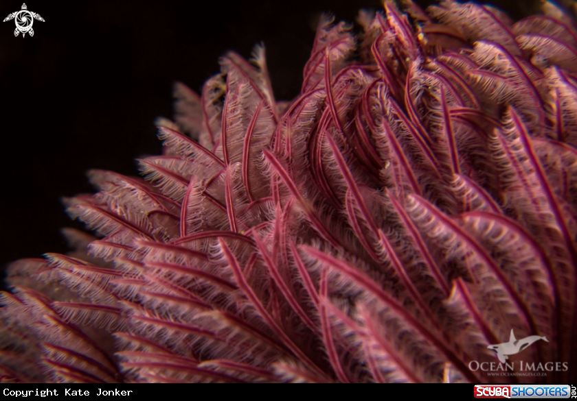 A Feather Duster Tubeworm